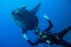 Bali Diving