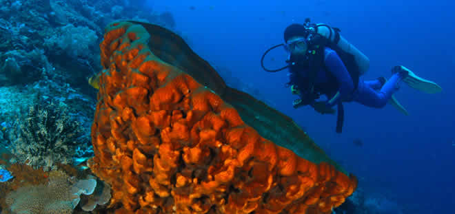 Dive Packages