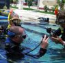 Dive Courses