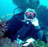 Dive Course Prices & Diving Packages