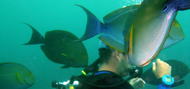 Diving In Bali